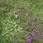 Wildflowers at Stradbally