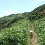 Walkies at Stradbally Cove